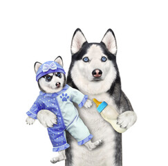 A dog husky holds its puppy dressed in a blue bodysuit baby and feeds it with milk. White background. Isolated.