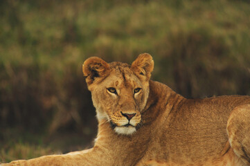 A large young lioness lies on the grass. Masai  Mara. Kenya, Africa - Powered by Adobe