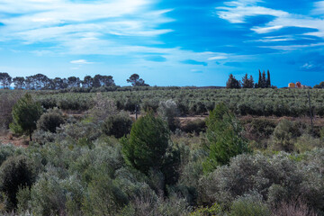 Olivares de la comarca de Reus, Tarragona, Catalunya.