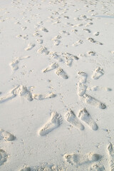 bare footsteps on the sand on a beach. the sand is white and the steps can be of man or women. 