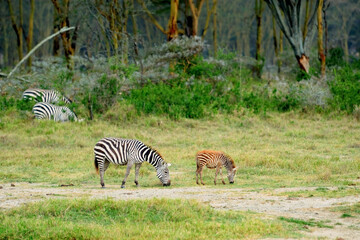 Wild animals in nature,   Mother Zebra with Baby Zebra in African Savannah , Kenya