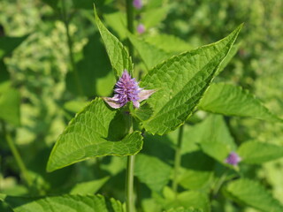 Kwitnienie mięty © EwaAF