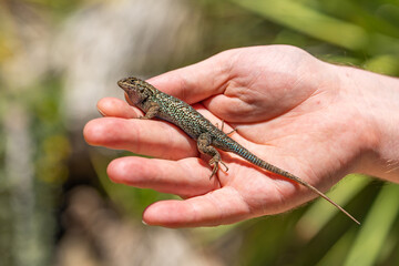 A man is holding an Eastern Fence Lizard (Sceloporus undulatus)