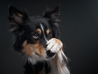 Funny expression dog. border collie on a black background