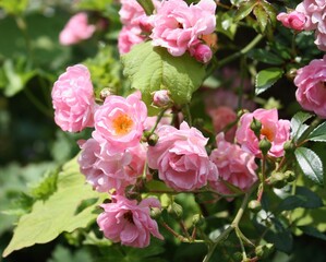 pink roses natural flowers garden spring