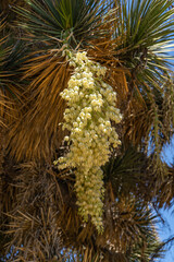 Naklejka premium Yucca with white flowers, California