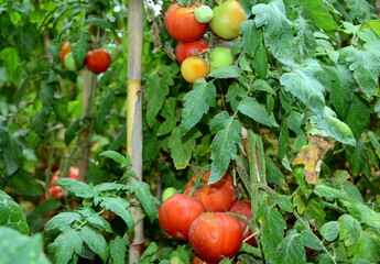 Tomato plant, its berries, with their characteristic red color, are widely used in the food sector...
