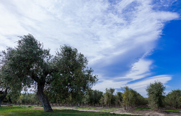 Olivares de la comarca de Reus, Tarragona, Catalunya.