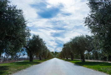 Olivares de la comarca de Reus, Tarragona, Catalunya.