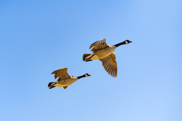 A pair of Canadian Geese (Branta canadensis) flying. 