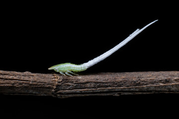 green Leaf hopper Nymph with Long Tails
