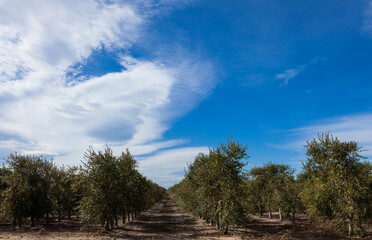 Olivares de la comarca de Reus, Tarragona, Catalunya.