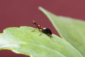 Sweet Potato Weevil stock photo