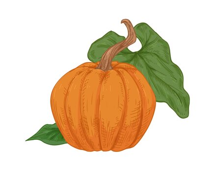 Autumn orange pumpkin with peduncle and green leaf. Vintage drawing of fall round-shaped squash. Realistic detailed gourd. Hand-drawn vector illustration of whole pumkin isolated on white background