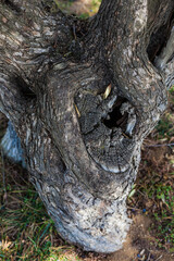 Olivares de la comarca de Reus, Tarragona, Catalunya.