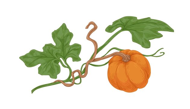 Ripe orange round pumkin growing with green leaves. Ripened autumn harvest. Fall botanical drawing in vintage style. Colored hand-drawn vector illustration of pumkin isolated on white background
