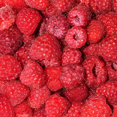 background from red ripe raspberries. Food photo. Close up of berries. A pattern for further use. Design element