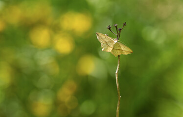Ampferspanner (Timandra comae)