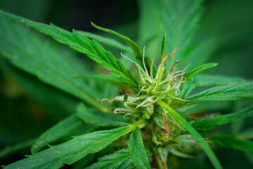 Cannabis plant, marijuana, hemp flower closeup shot grow in natural outdoor. Its bud, leaves, oil, flower use in alternative medical. THC and CBD for health. Indica or sativa.