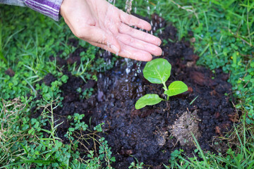 Hand agriculture farmer with plant small tree eggplant growing in soil. vegetable growing experiment by organic. saving environment Earth Day, conservation, forest day, card for world earth concept.