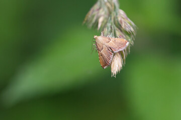 Geflammter Kleinzünsler (Endotricha flammealis)