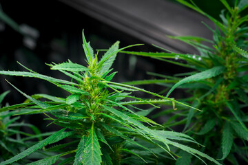 Cannabis plant, marijuana, hemp flower closeup shot grow in natural outdoor. Its bud, leaves, oil, flower use in alternative medical. THC and CBD for health. Indica or sativa.