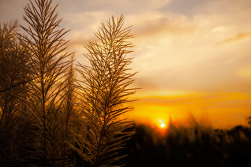 Feather Pennisetum with sun set. mission grass flowers meadow on sunrise background. free space outdoor nature landscape daytime. autumn or winter season, new beginning concept.
