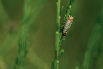 Rispengraszünsler (Chrysoteuchia culmella)