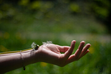 dandelion on the girl's wrist, green background of grass and spring plants, a feeling of lightness...