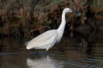 little white heron (Egretta garzetta)
