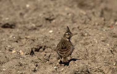 Crested lark (Gallery cristata)