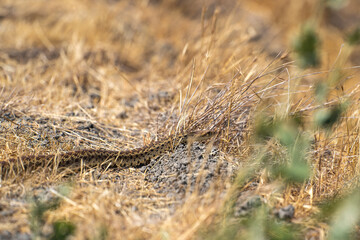 Pacific gopher snake (Pituophis catenifer catenifer) crawls out of dry grass.