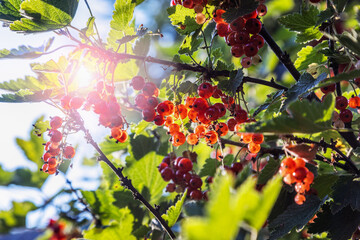 red currant berries ripen on the bush