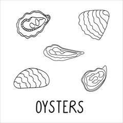 Oysters in a shell doodle illustration isolated on a white background. Delicious seafood. Perfect for menu decoration
