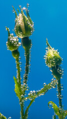 white rose underwater with air bubbles on a blue background