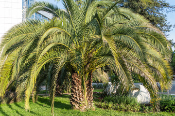 Palm Butia capitata, commonly known as jelly palm in flower bed in park area of resort town of...
