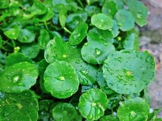 water drops on a green leaf