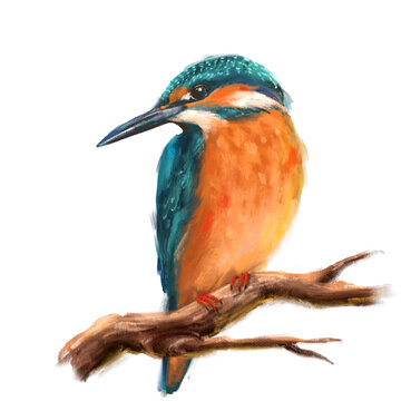 Bird Kingfisher Sitting on the Branch. Pastel painting style