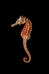 Dried seahorse skeleton on a black background - obrazy, fototapety, plakaty