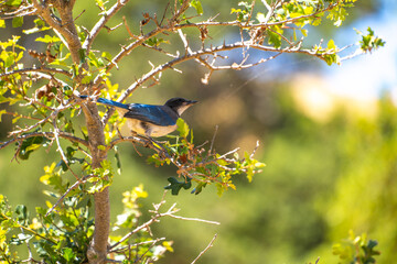 Western Scrub Jay (Aphelocoma Californica) sits on a branch.