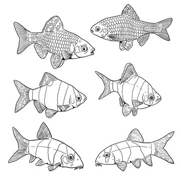 Sumatra barb, Odessa barb and tiger botia for coloring. Colorful tropical fish templates. Coloring book for children and adults.