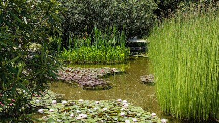 Beautiful overgrown pond with pink water lilies or lotus flowers and island of club-rush...