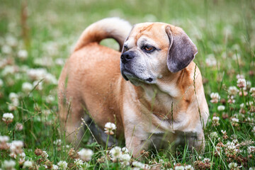 Fototapeta premium Strong puggle pug and beagle cross breed standing in clover field with flowers