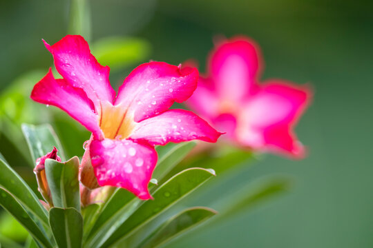 A Blooming desert rose, Adenium obesum, flower with water drops after rainfall with natural blurred background. It is an evergreen or drought- deciduous succulent shrub, often grown as a bonsai plant.