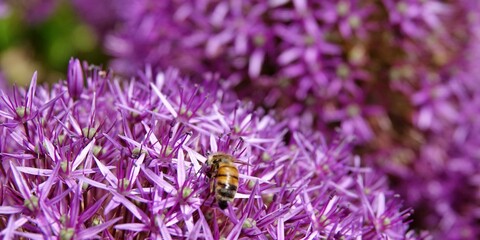 A honey bee on a giant onion (Allium Giganteum) in bloom. Allium ornamental onion field. Few balls of Allium flowers in bloom.