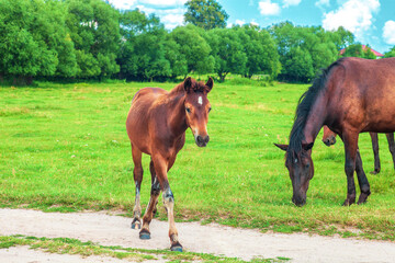 Brown foal and herd of horses grazing on green field