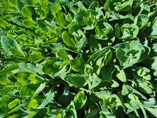 Kalanchoe (lat. Kalánchoë) in spring, not blooming, growing in a flower bed, close-up .