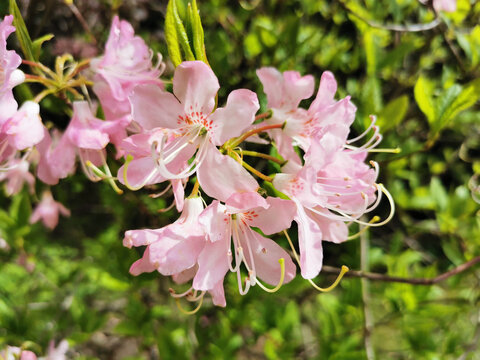 Flowers of pale pink rhododendron Vaseyi (Latin: rhododendron vaseyi (A. Gray) in the botanical garden of St. Petersburg.