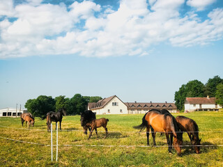 Close up rare beautiful horses stand green field isolated in horse stud farm , Naisiai, Lithuania....