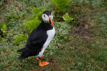 Puffin  on Skomer  island  Pembrokeshire